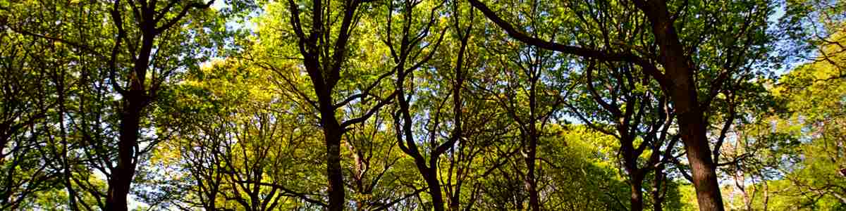 Blean Woods Trees