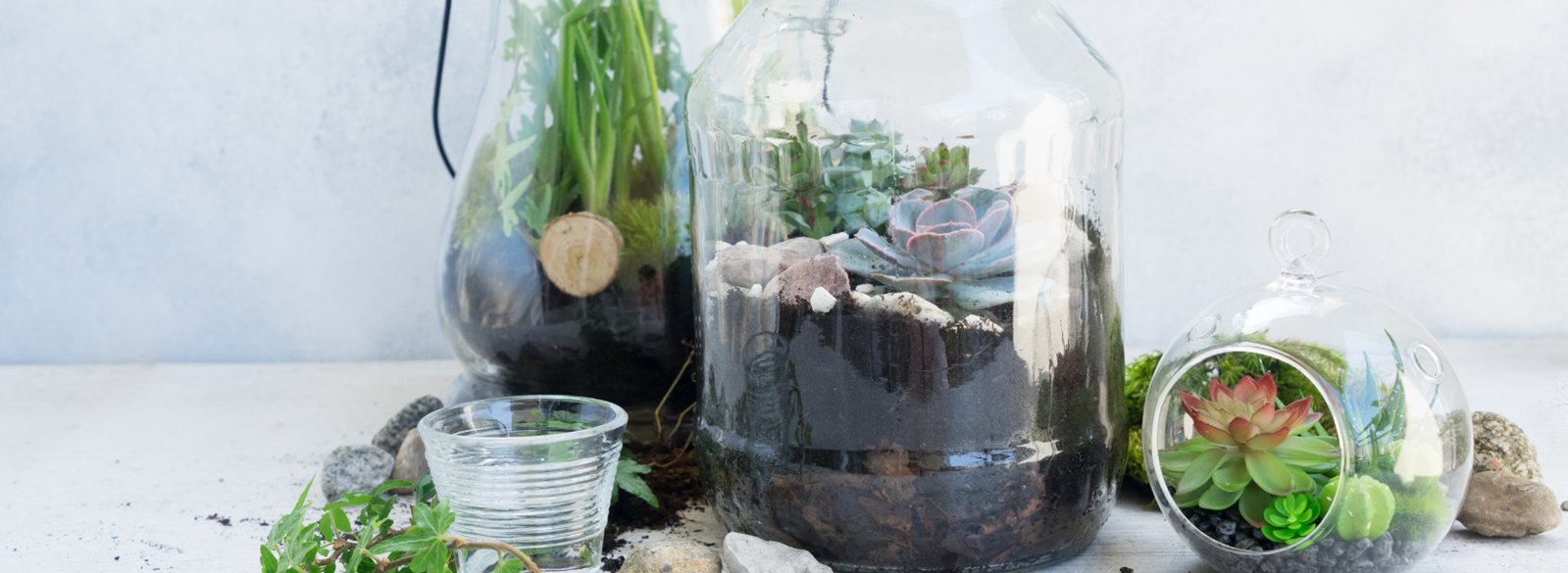 244c90d1-246c-4014-8115-c735404a3c0e-workshop terrarium plant canterbury evening class.png