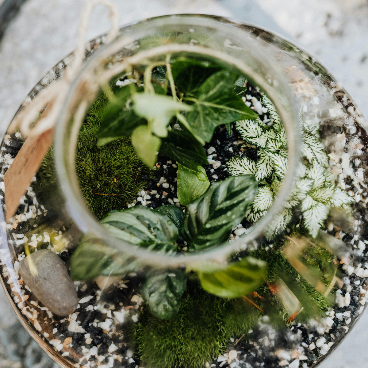 4edbac75-91d0-412c-84f0-702c4696b09d-terrarium craft houseplant plant  workshop Canterbury  (2).png