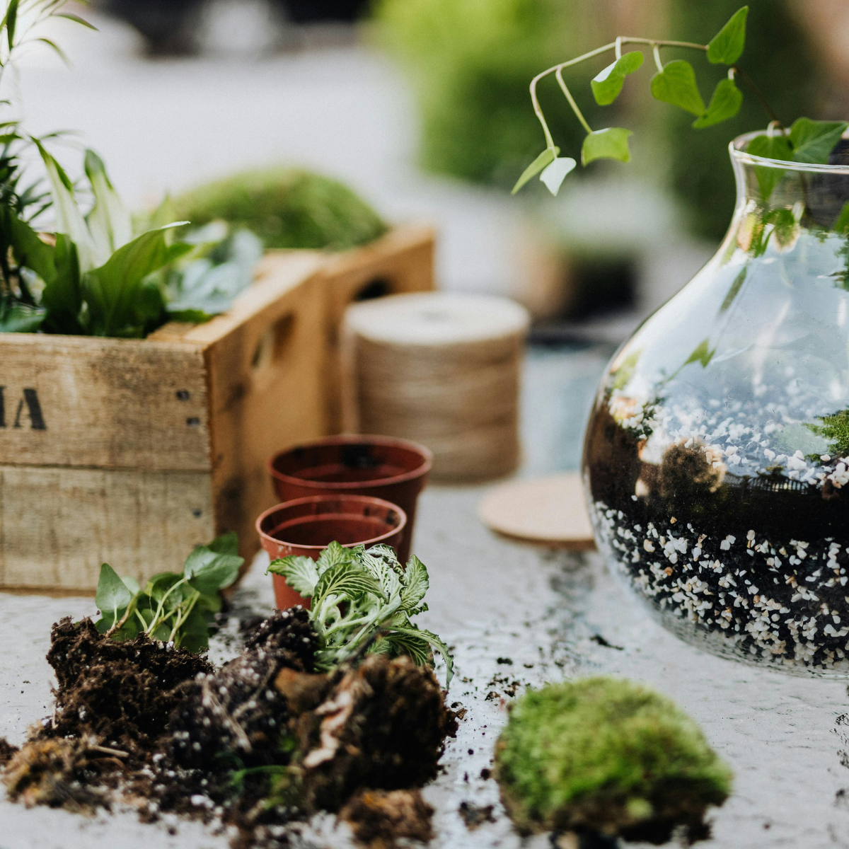 9eb06521-7c7b-4e8f-951f-10e5f2e524e3-terrarium craft houseplant plant  workshop Canterbury  (3).png
