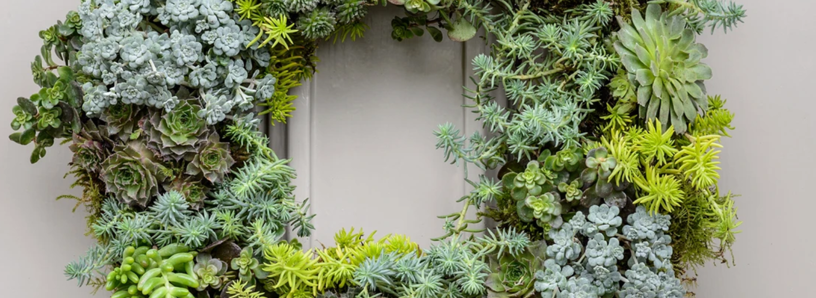 315704a6-e017-4268-918b-e11c069de926-workshop living wreath plant canterbury evening class succulents.png