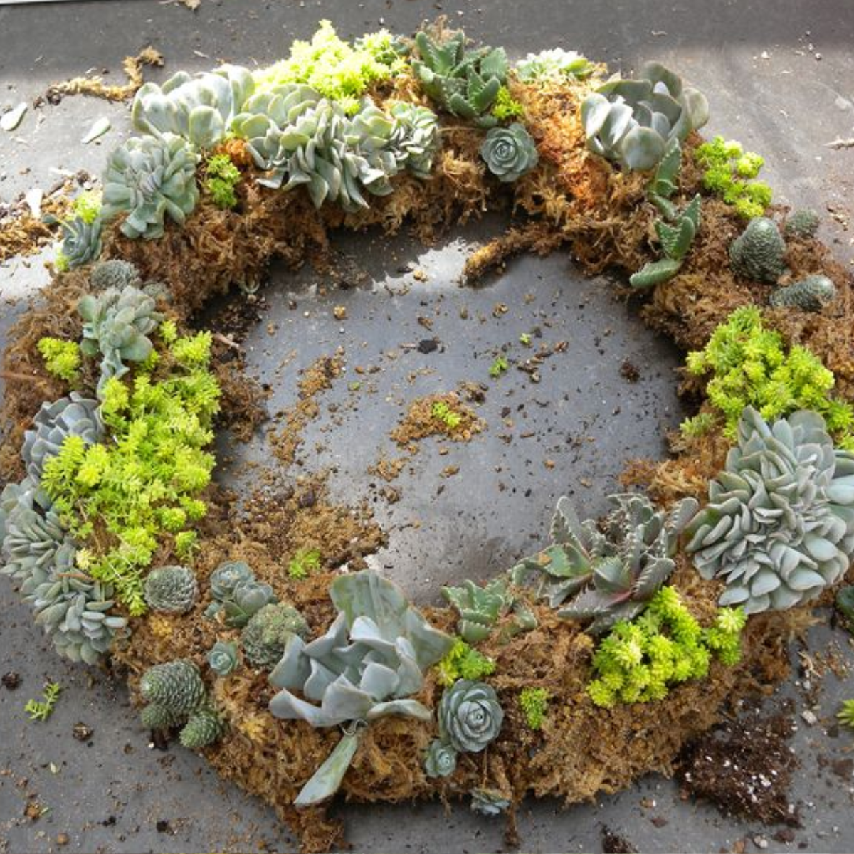 acd56712-acc9-4f91-9990-6c790f02ba5d-craft living wreath succulents workshop Canterbury  (1).png