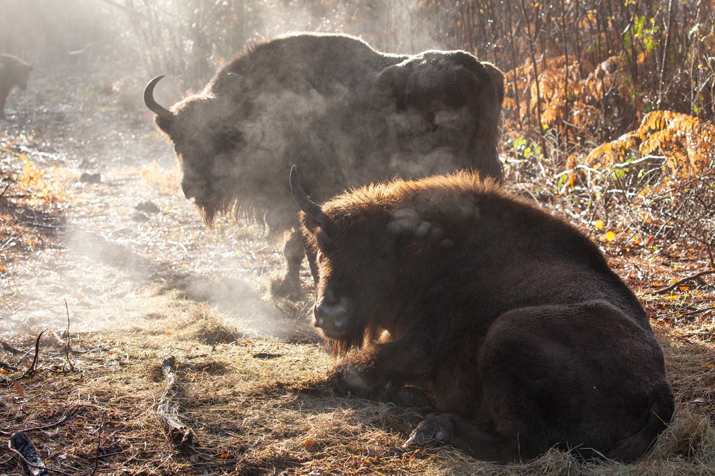 13ef6ef9-4874-4c30-83eb-e5eae68ee8c6-Bison 4 full-.jpg
