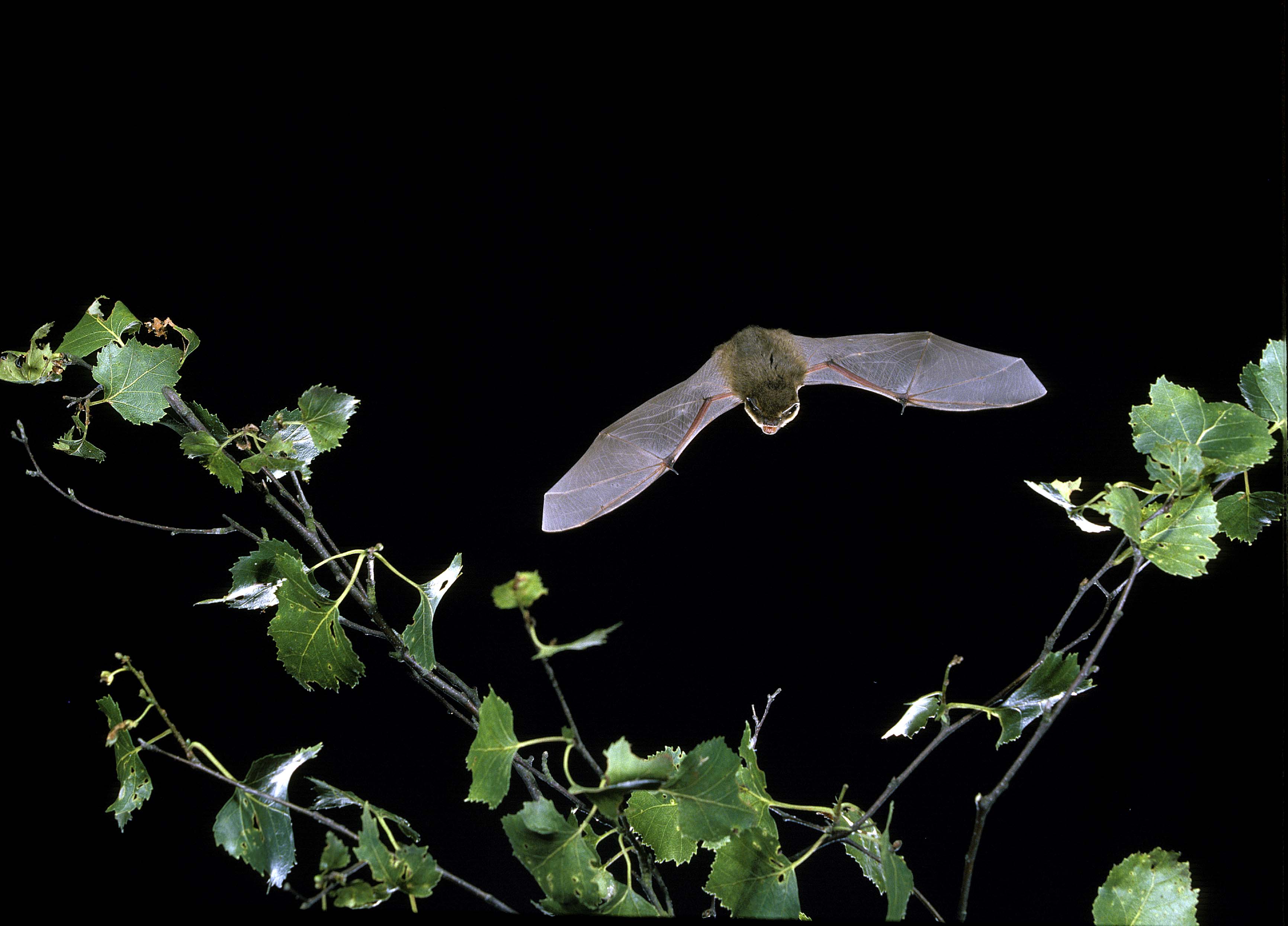 Pipistrelle 4 HC Red