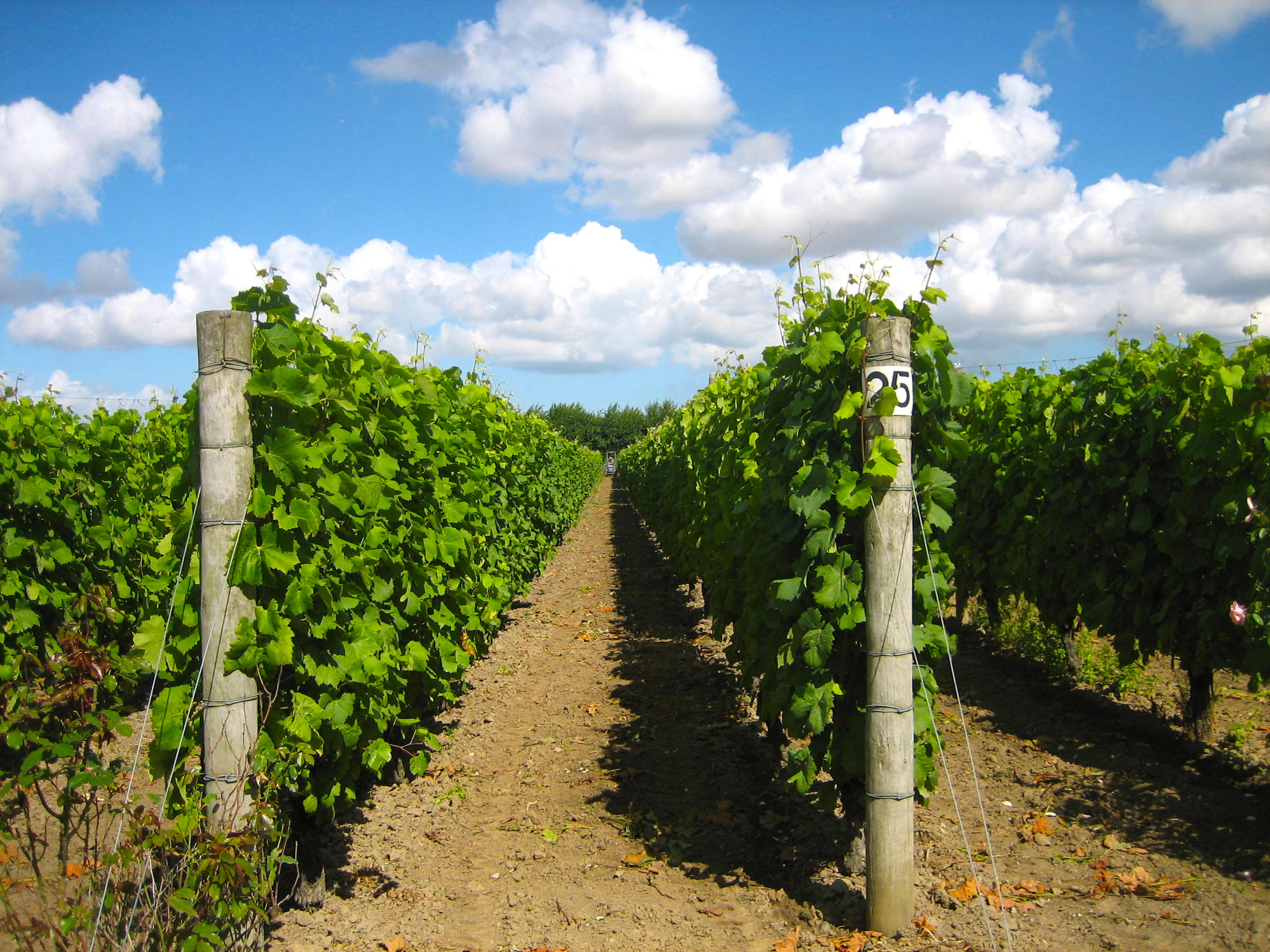 barnsole-vineyard-1.jpg