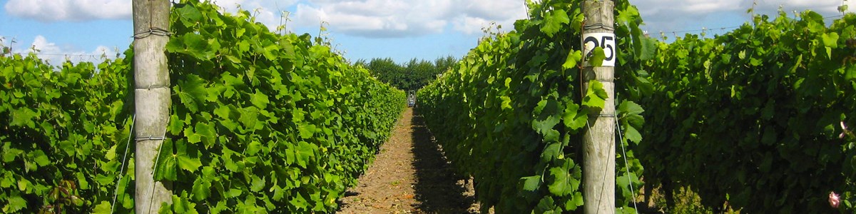 barnsole-vineyard-1.jpg