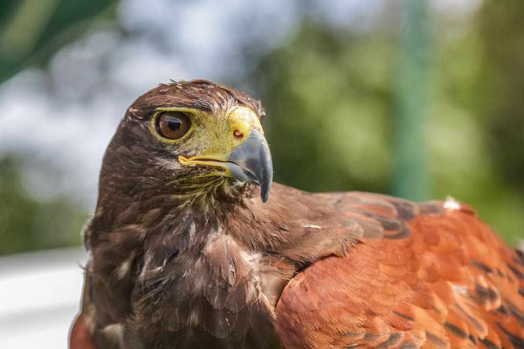 willows-bird-of-prey-centre.jpg