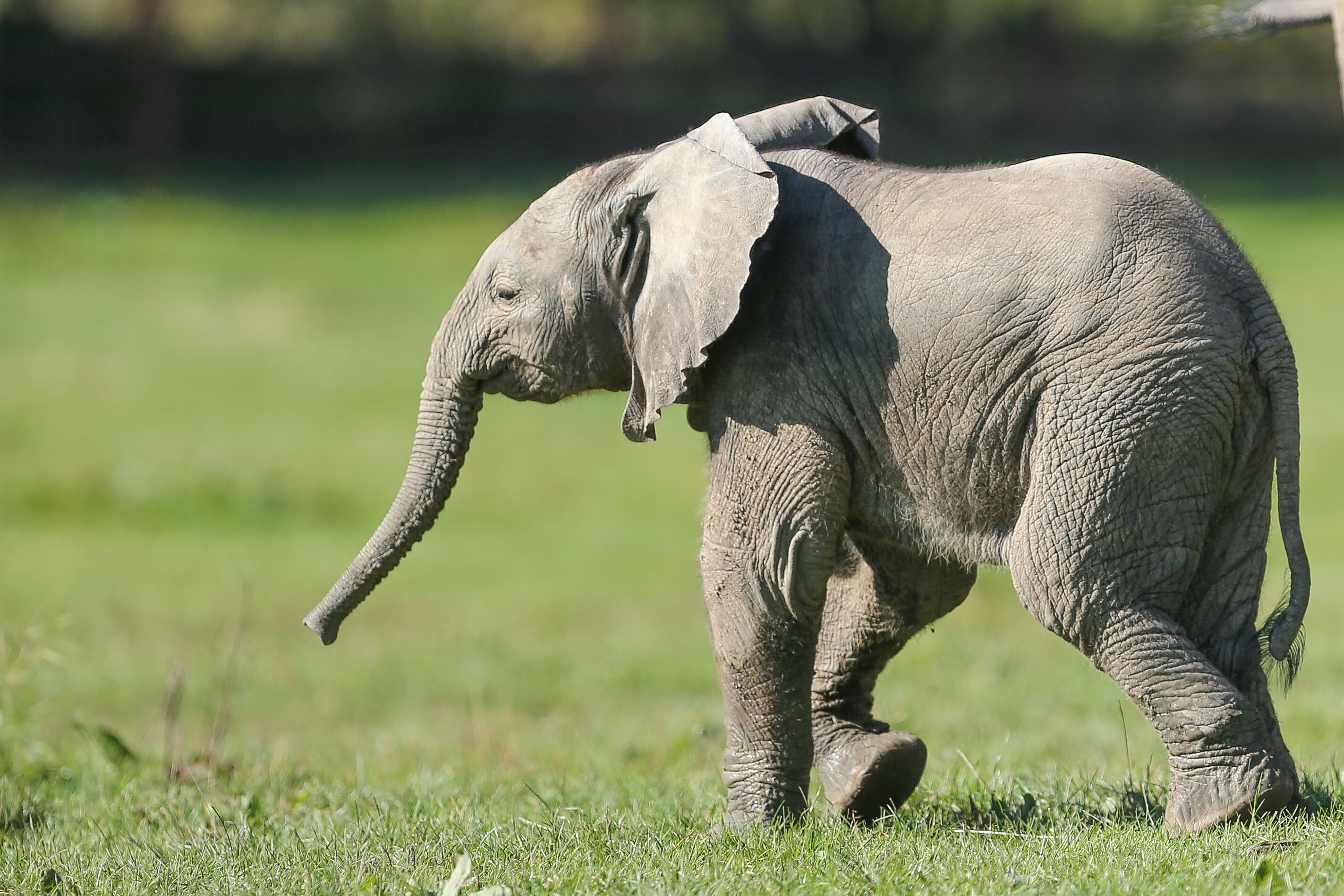 HOWLETTS WILD ANIMAL PARK 1