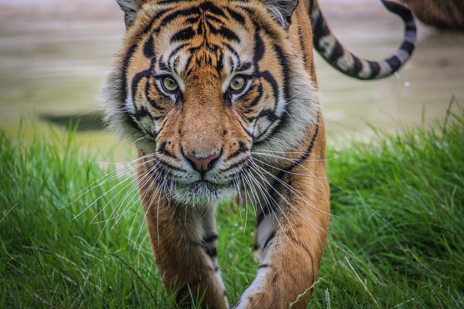 Howletts Wild Animal Park Visit Canterbury Visit Canterbury