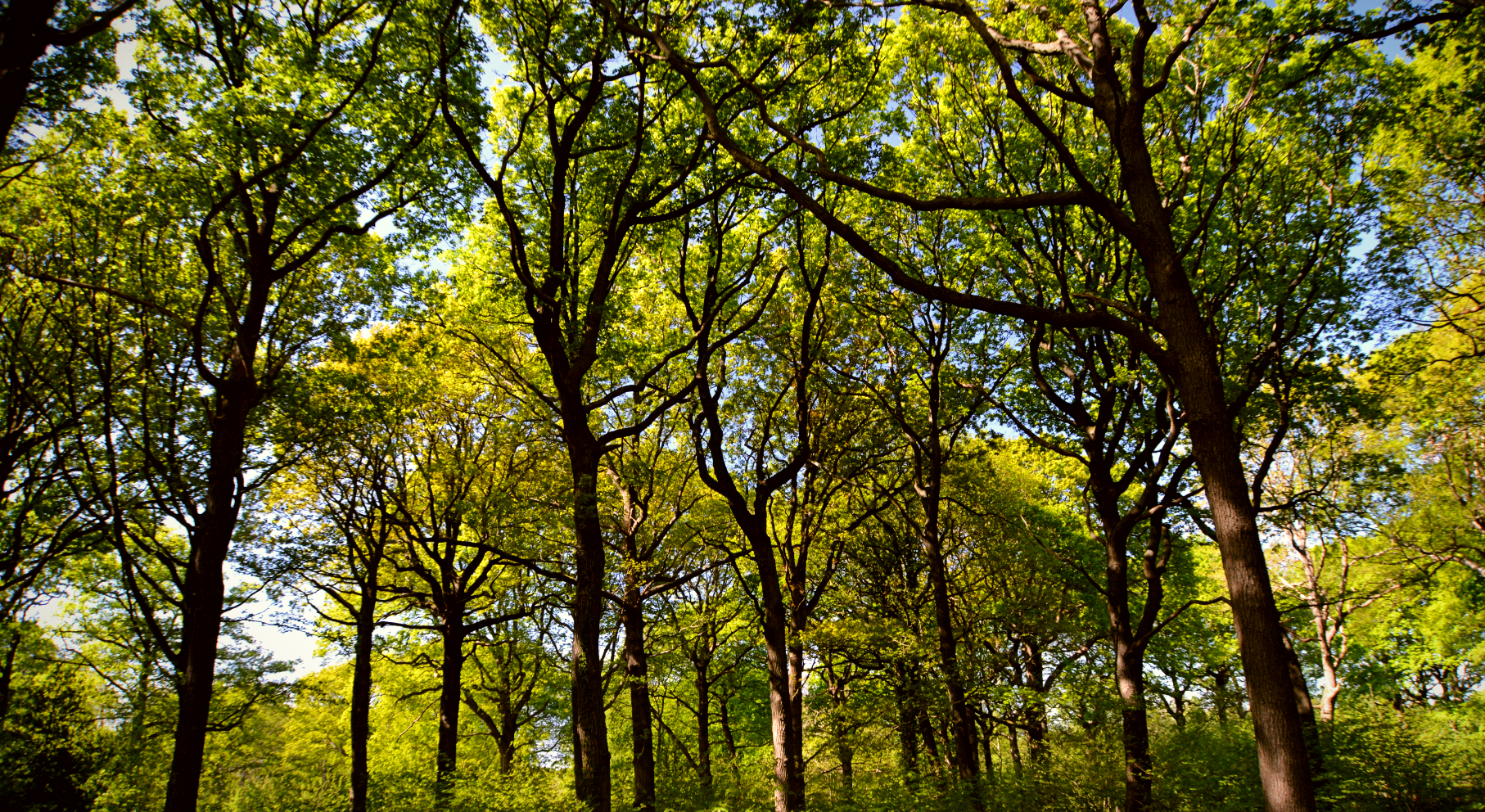 Blean Woods Trees