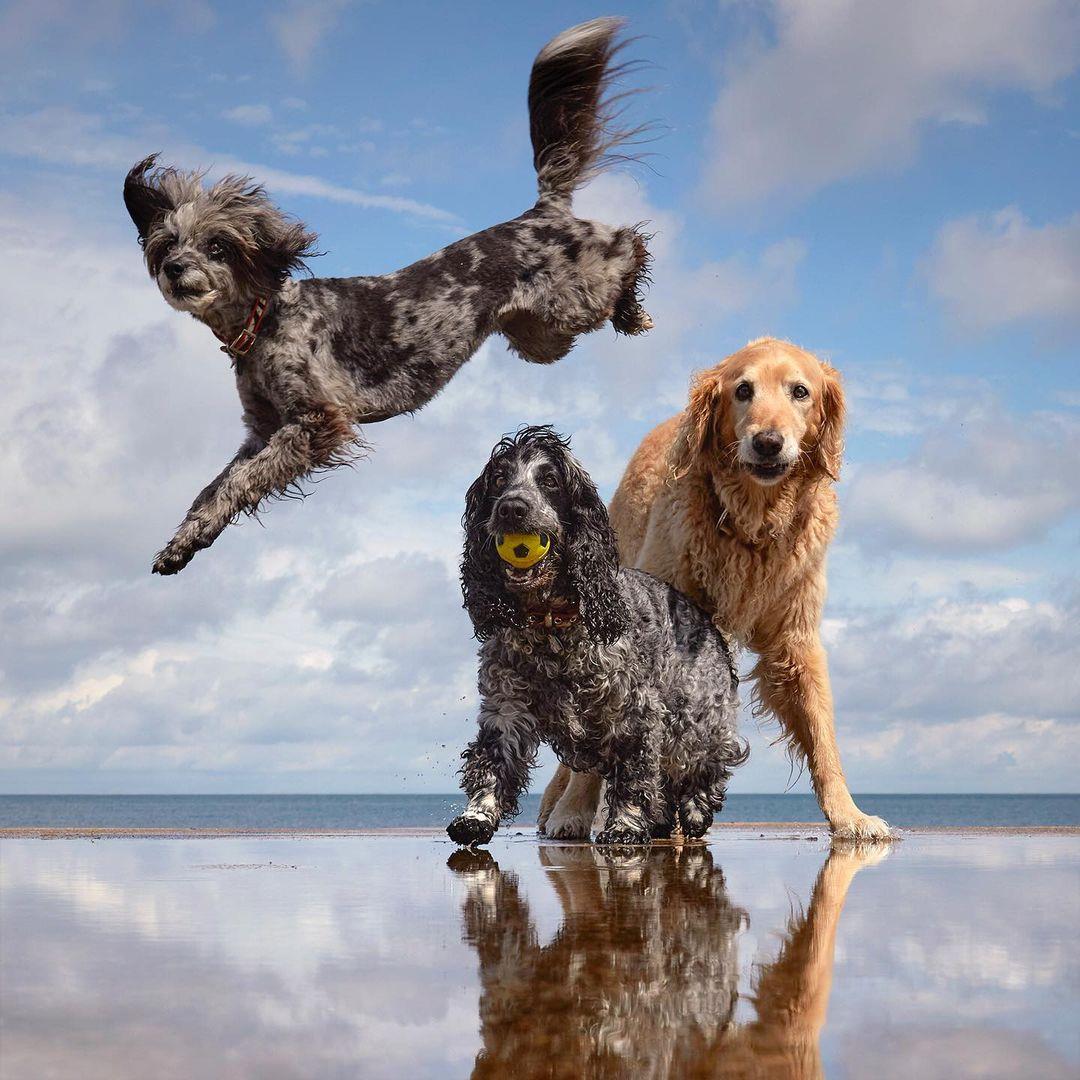 Dog walking routes in and around Canterbury, Kent Visit Canterbury