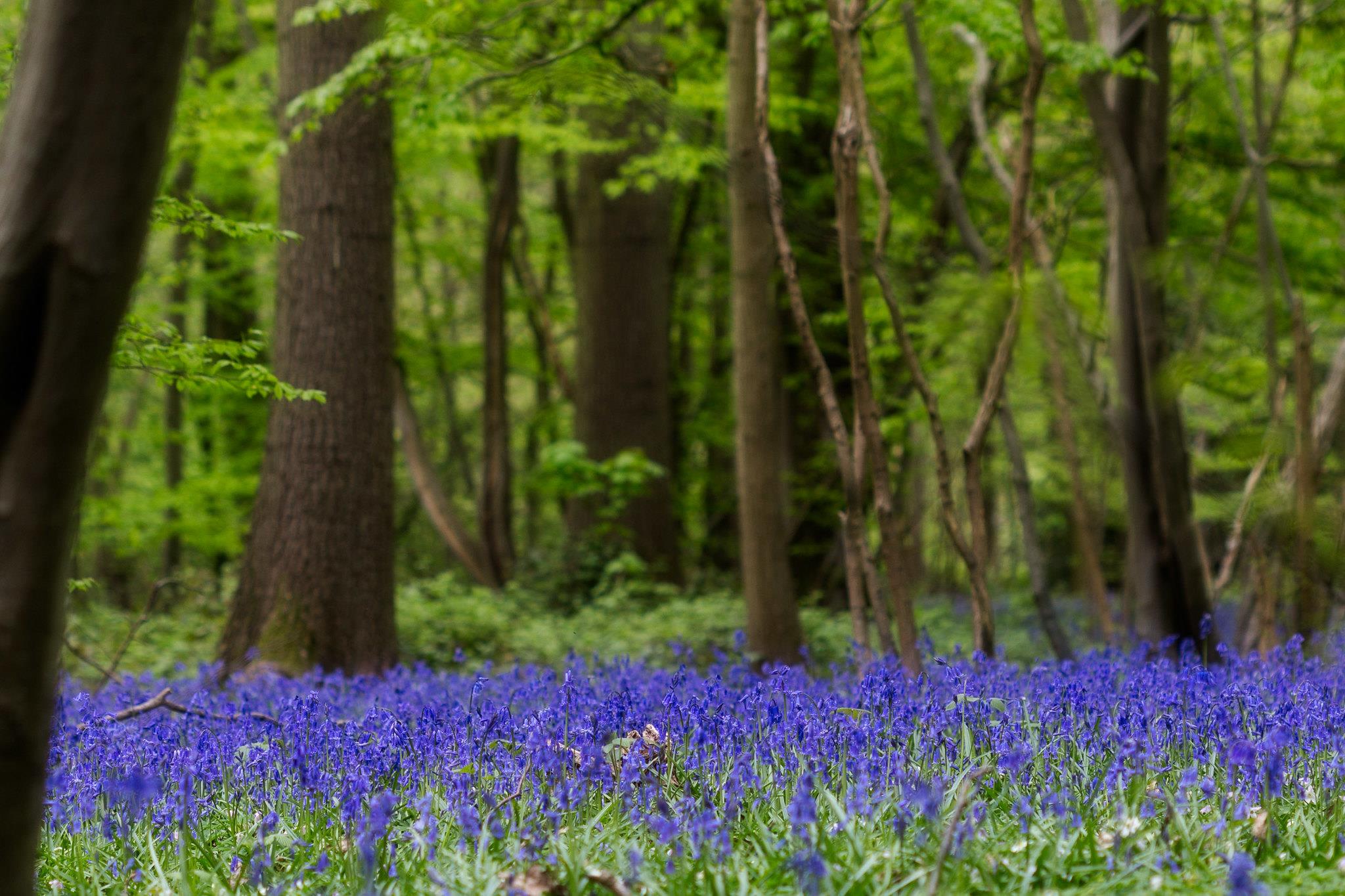 How to be a Sustainable Tourist in Canterbury, Herne Bay and Whitstable Visit Canterbury