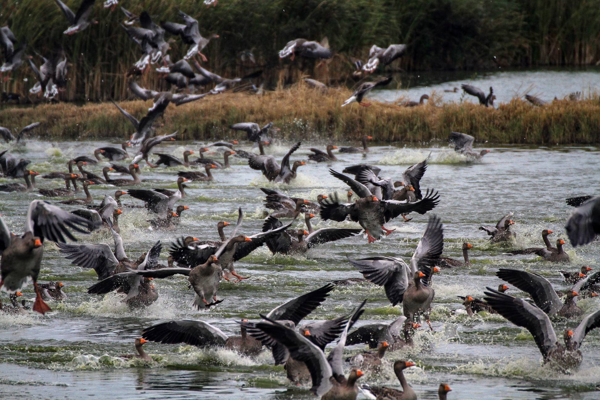 Stodmarsh Nature Reserve